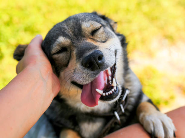 dogsmile